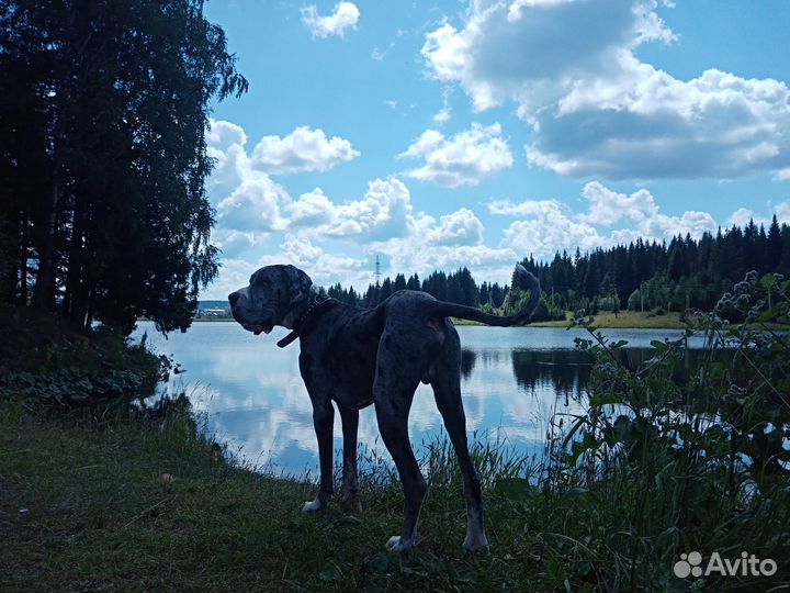 Вязка Немецкий дог