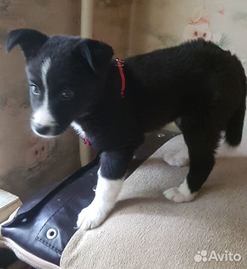 Две чудесные девочки ищут дом