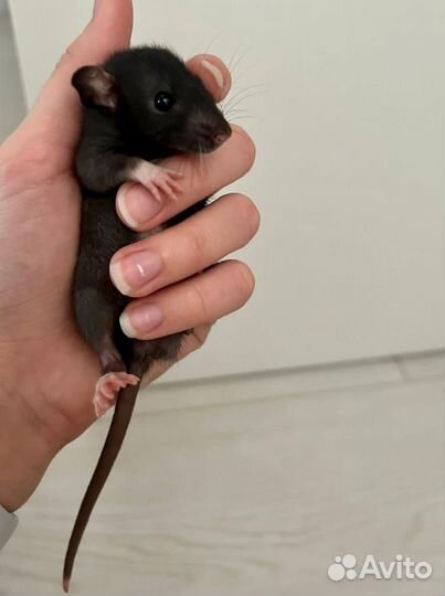 Крыса дамбо