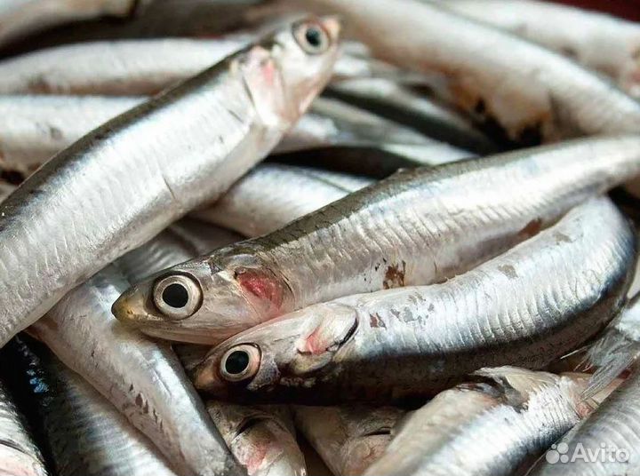 Готовый бизнес с доходом – рыбный магазин