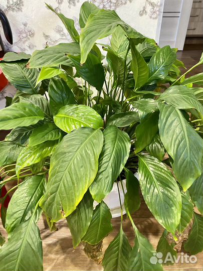 Спатифиллум