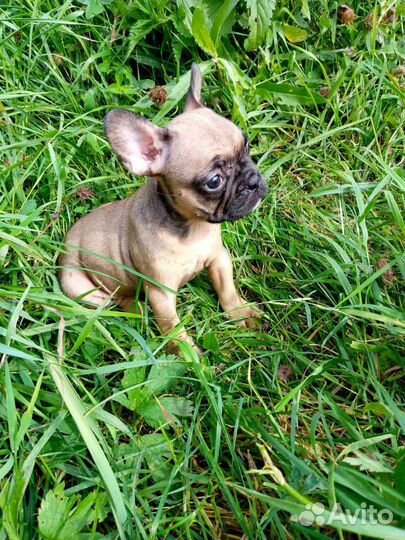 Щенки французского бульдога