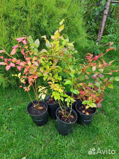 Голубика садовая саженцы