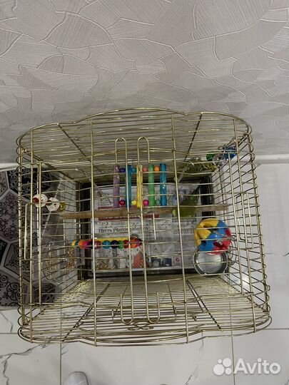 Волнистые попугайчики