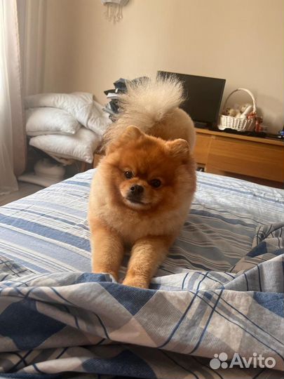 Померанский шпиц вязка кобель