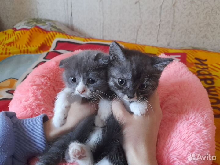 Шотландская вислоухая кошка бесплатно