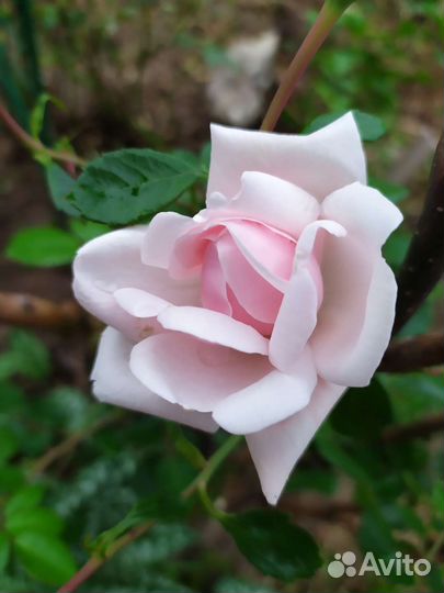 Роза плетистая до 3-х метров