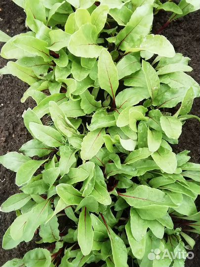 Рассада свеклы