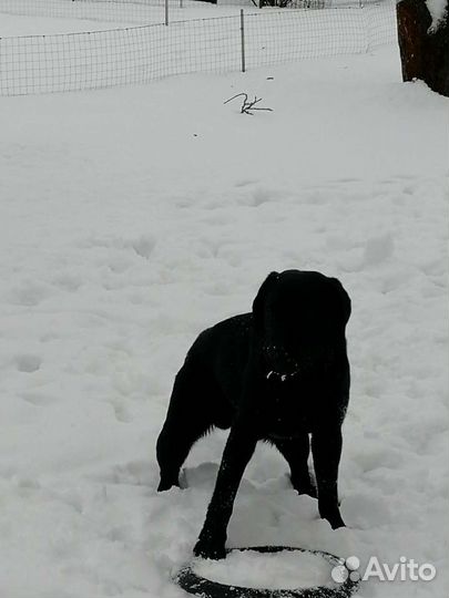 Лабрадор для вязки