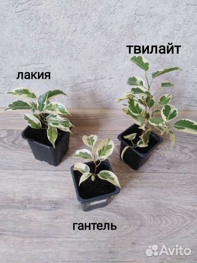 Сортовые фикусы