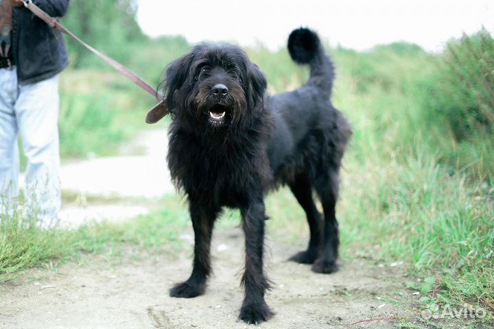 Метис русского черного терьера в дар