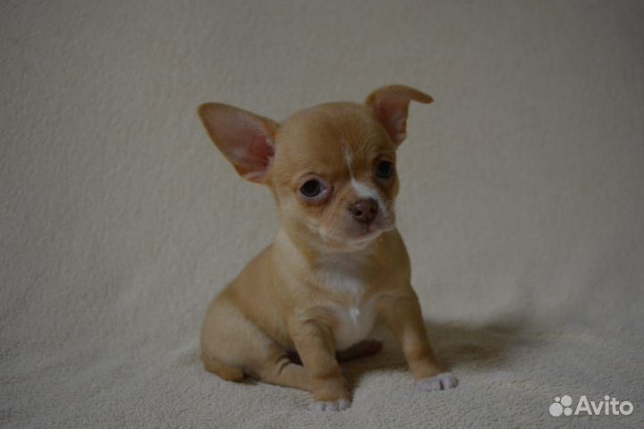 Щенки чихуахуа