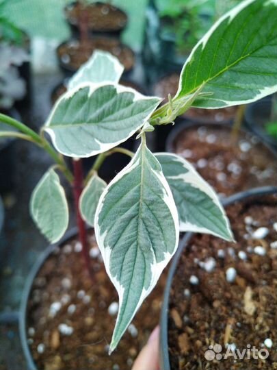 Дерен Сибирика Вариегата (Sibirica Variegata)