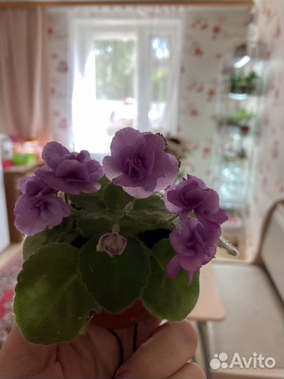 Мини фиалки