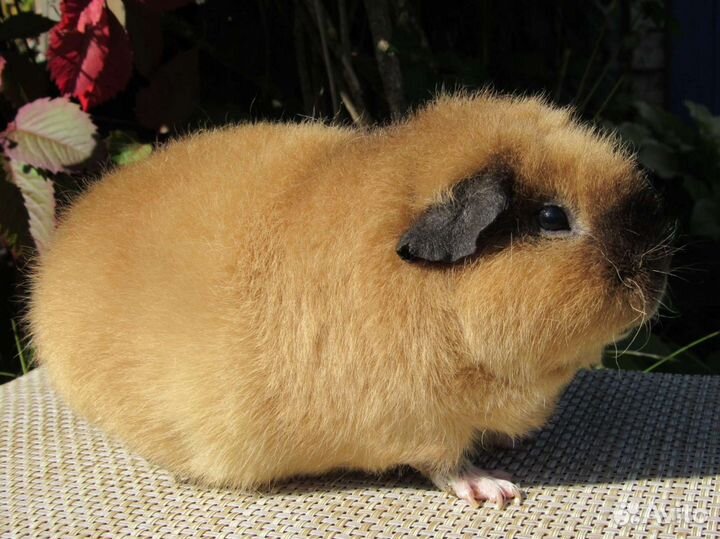 Морская свинка американский тедди