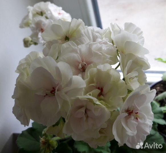 Пеларгонии сортовые