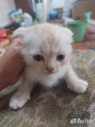 Британская вислоухая кошка