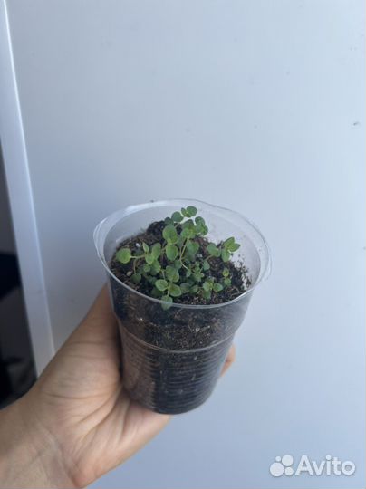 Тимьян многолетний «Пурпурный ковер»