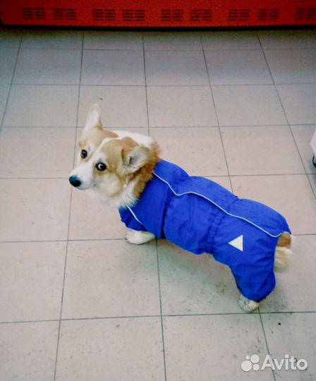 Комбинезон для собак