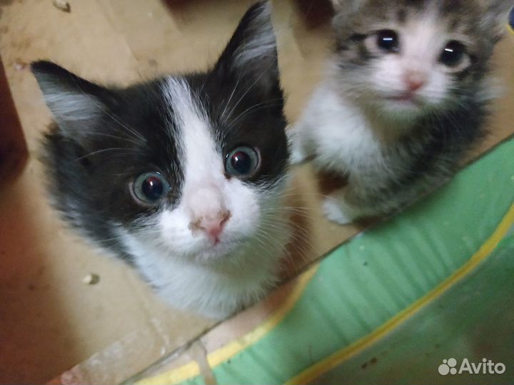 Котята бесплатно