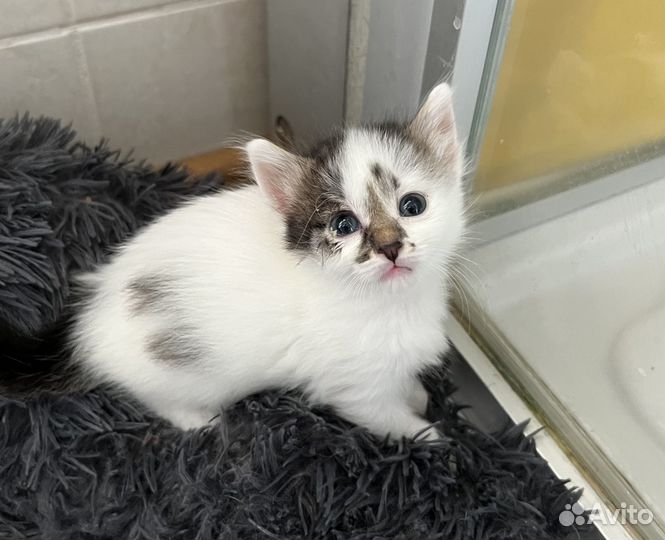 Котенок Клякса