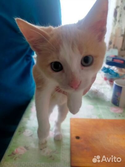 Котята в добрые руки, мальчики