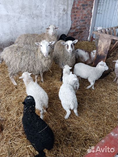 Овцы Курдючные / Ташлинские