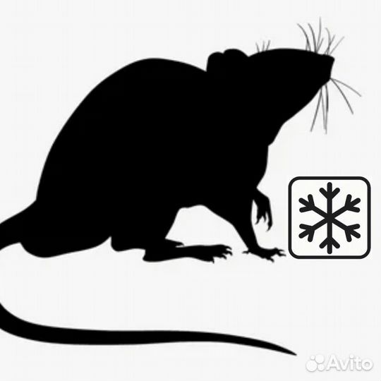 Кормовые крысы. Корм для рептилий