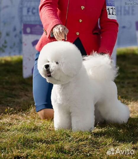 Бишон фризе вязка