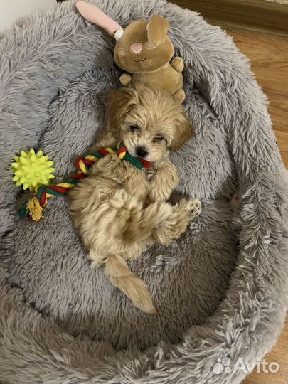 Малыш мальтипу F1