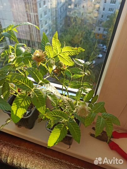 Княженика саженцы с закрытой корневой, на цвету