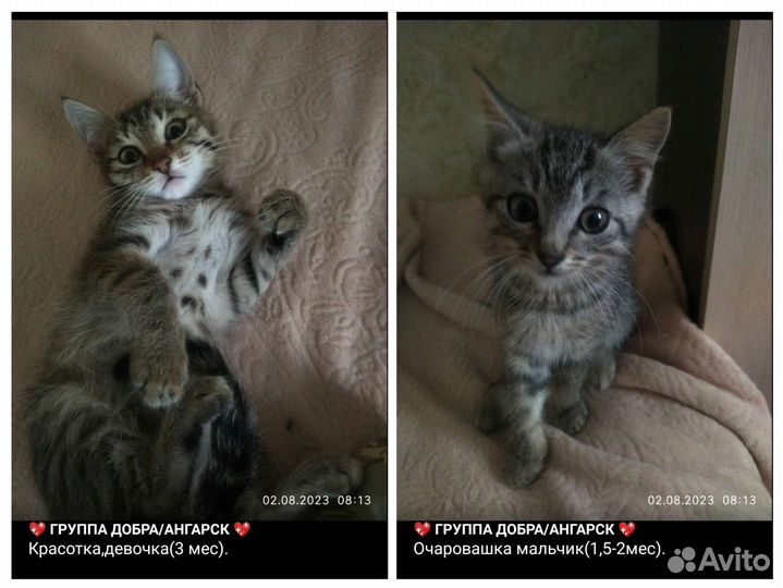 Крошки-малыши,мальчики и девочки(1,5-3мес)