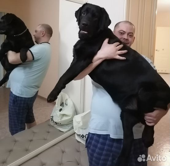 Ищем невесту (без опыта)