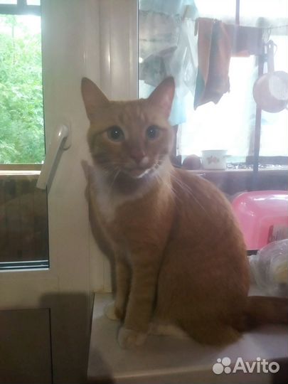 Отдам бесплатно