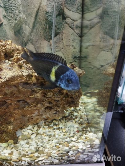 Трофеус звездчатый