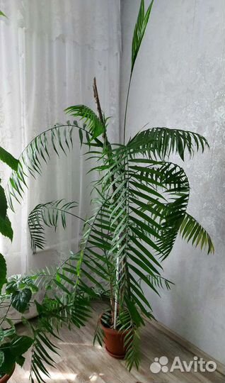 Пальма хамедорея