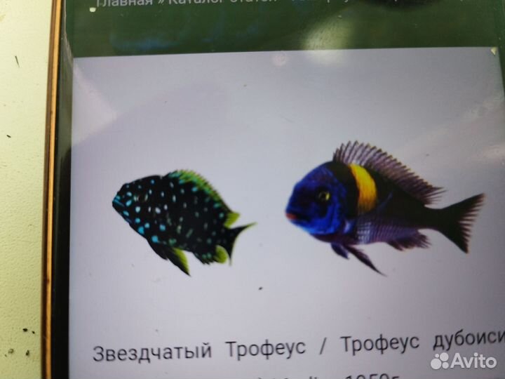 Звёздчатый трофеус