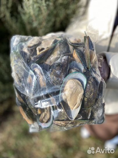 Мидии киви, мидии в раковине, чили