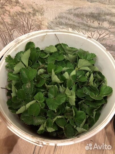 Саженцы клубники альба