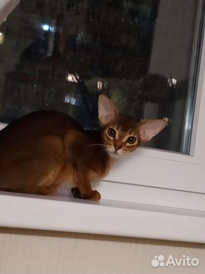 Абиссинские котята