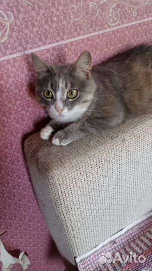 Кошки в добрые руки