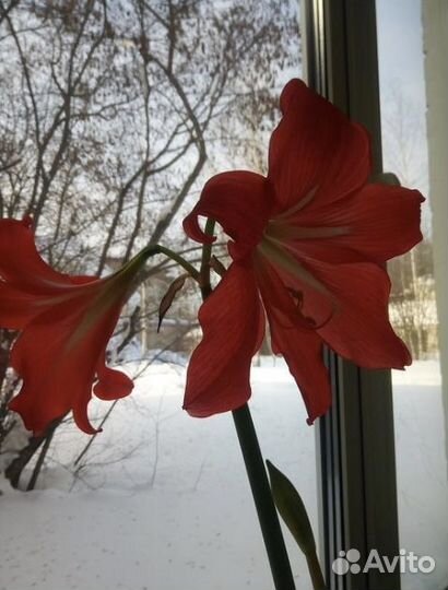 Гиппеаструм (амариллис)