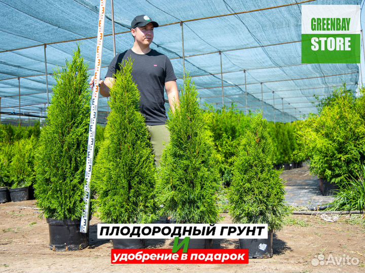 Туя смарагд 120 см свежая копка 2023