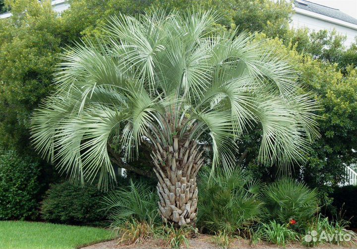 Пальма Бутия головчатая, съедобная, семена