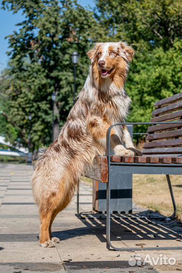 Австралийская овчарка. Кобель для вязки