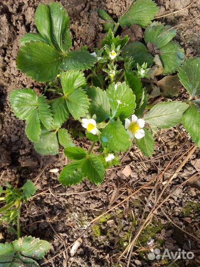 Клубника ремонтантная Альбион Маригетт