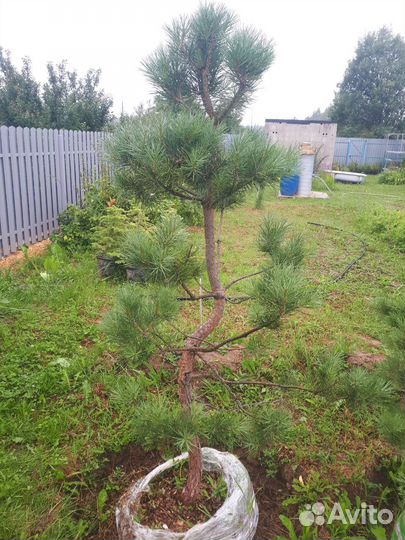 Садовый бонсай ниваки