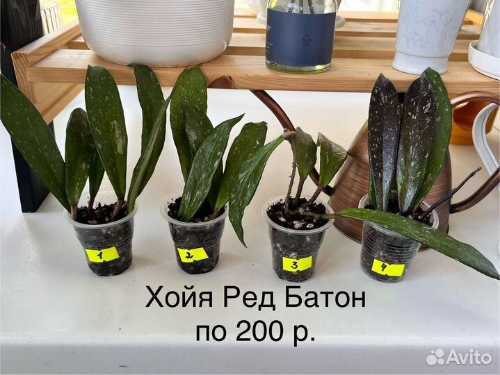 Хойя, крестовник