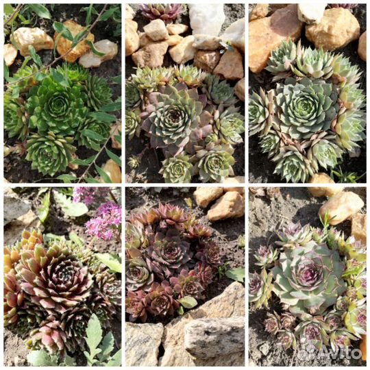 Сортовые молодила и очитки