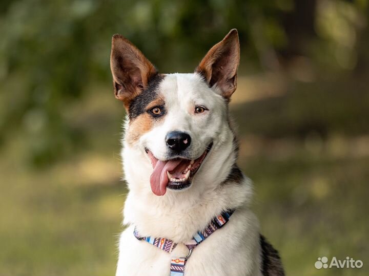 Собака ищет дом